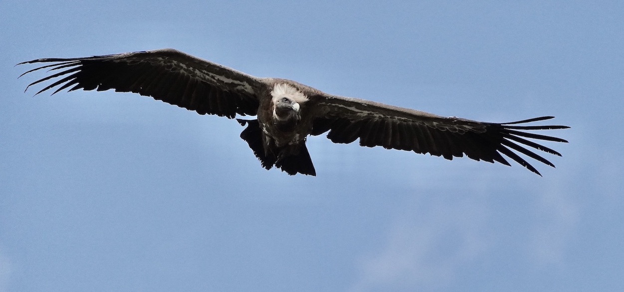 Griffon vulture